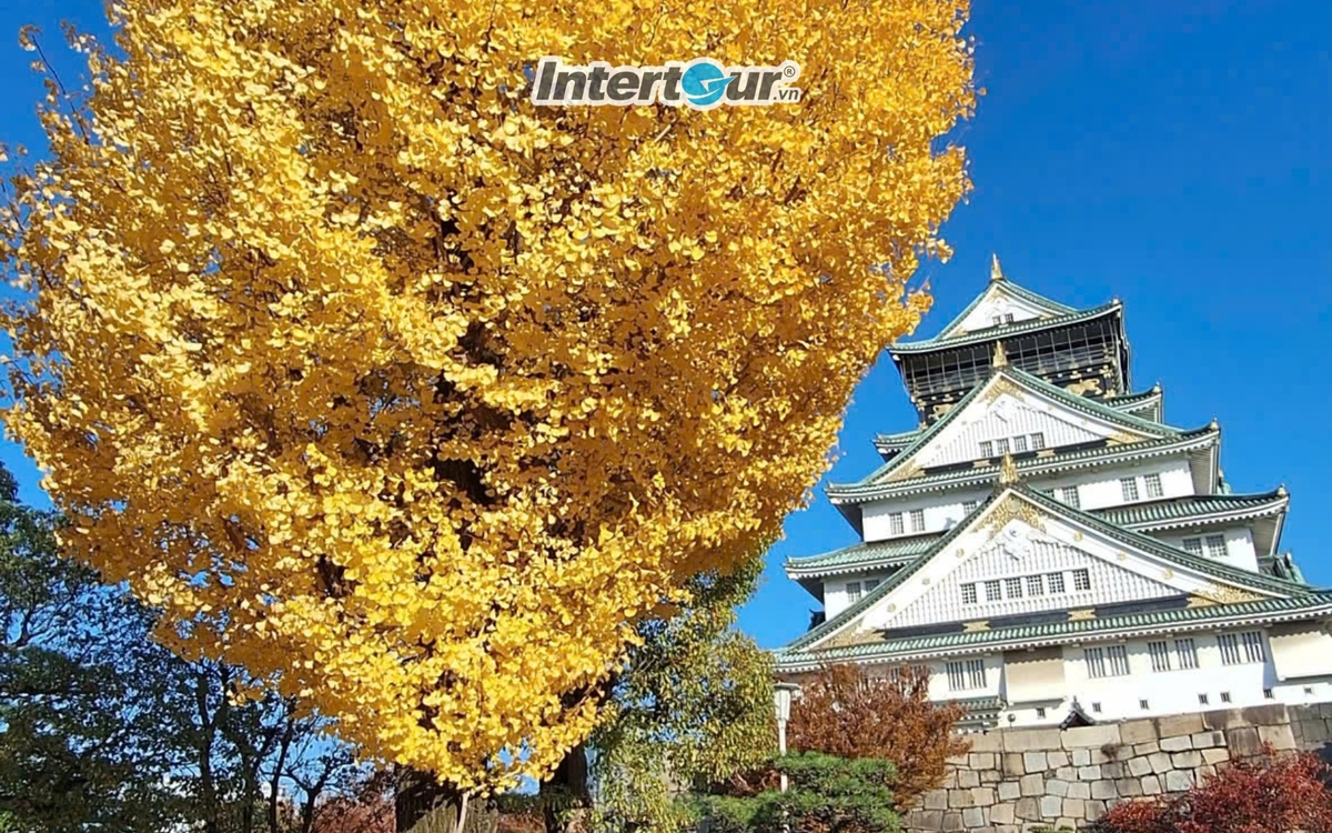 Cây bạch quả tô điểm thêm cho công viên lâu đài Osaka. Lâu đài Osaka