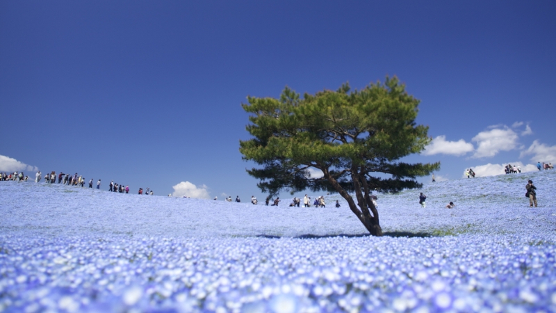 Công viên Hitachi Seaside