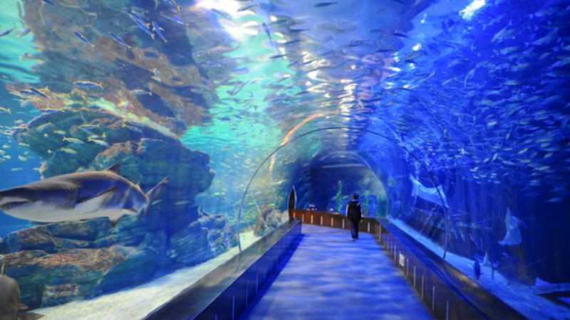 Thủy cung Busan (Sea Life Busan)