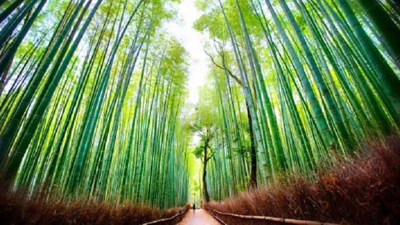 Rừng trúc Arashiyama